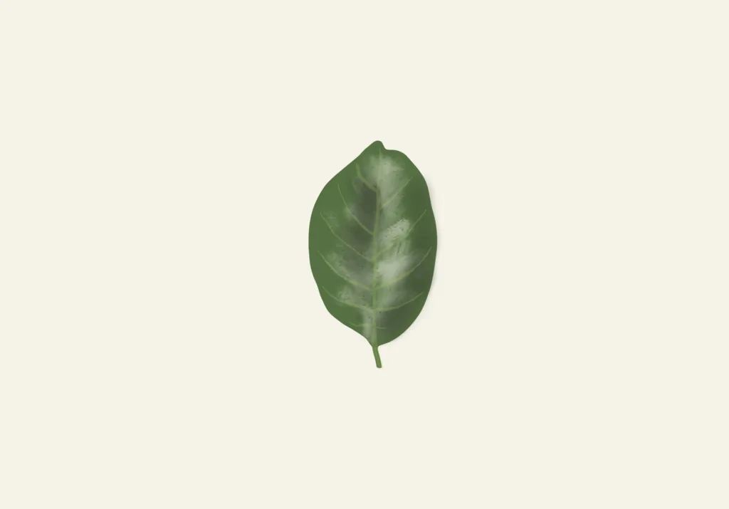 the-leaf-and-its-tree